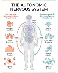Autonomic nervous system diagram showing sympathetic and parasympathetic branches for LGBTQI+ burnout recovery
